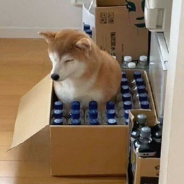 段ボールにすっぽり入るももちゃん