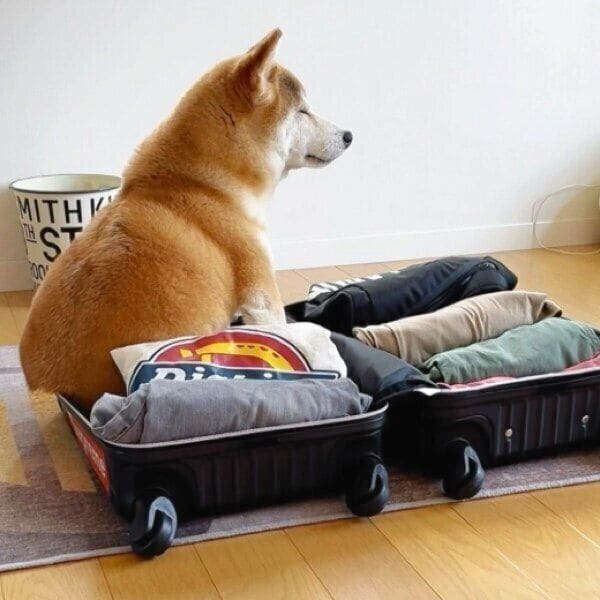 スーツケースでくつろぐももちゃん