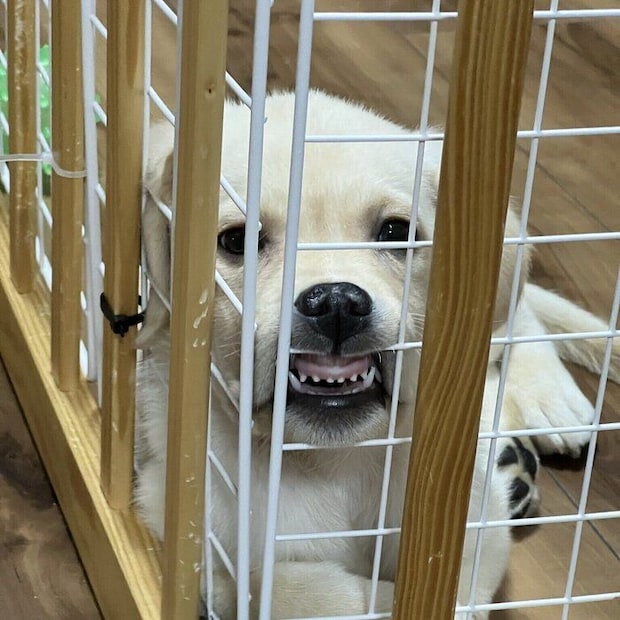 お迎え当初のテリーくん（撮影時生後2カ月半）