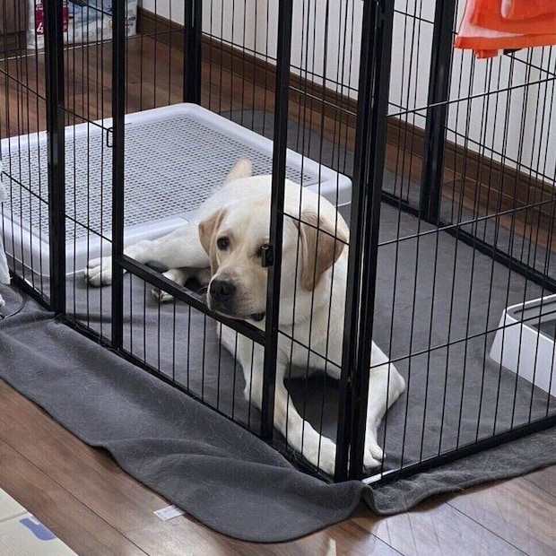 ハウスをするテリーくんの様子