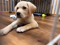 「トイレを何個も破壊する」ほどやんちゃだったラブ子犬→1才7カ月、すっかり“お兄ちゃん”になった現在の姿にほっこり！