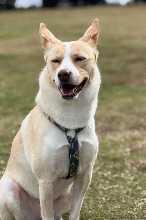 嬉しそうな表情の犬