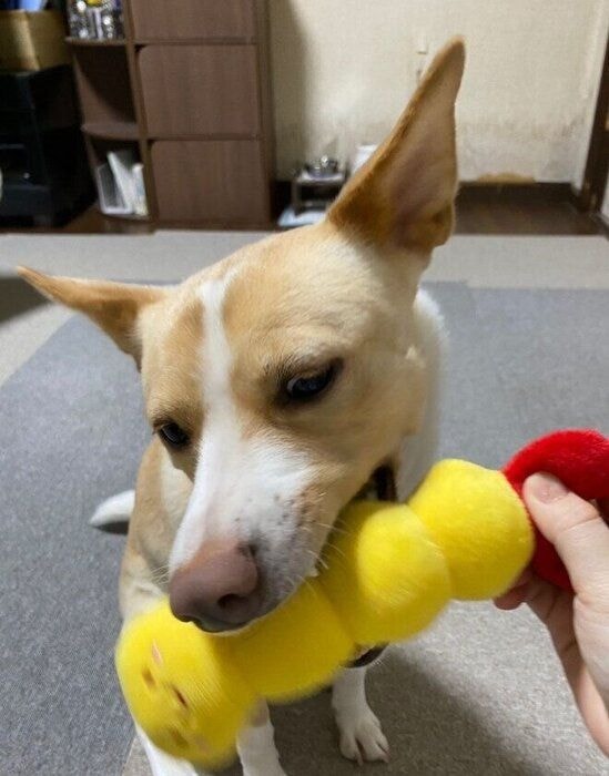 飼い主と遊ぶ犬