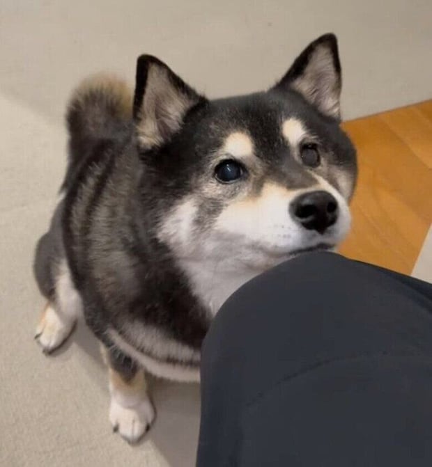 おねだり中の吾子ちゃん