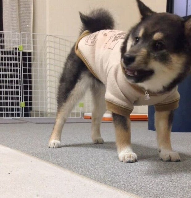 フセの練習をする吾子ちゃん