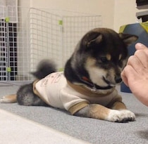 「フセの練習」を頑張っていた柴犬の子犬→12年後、シニアになっても変わらない愛くるしさにほっこり