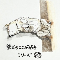 柴犬あるある、キッチンで縦になってお邪魔犬になるとこ｜連載「ここ掘れここ柴」vol.308