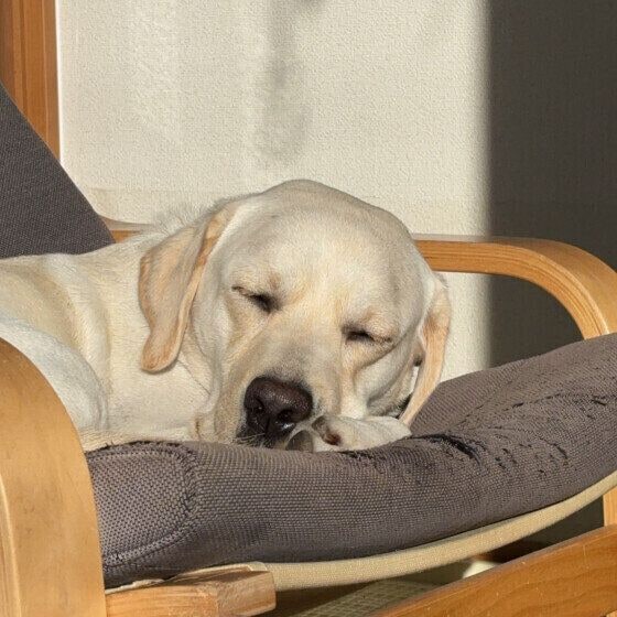 椅子の上でぐっすり眠るラブラドール・レトリーバー