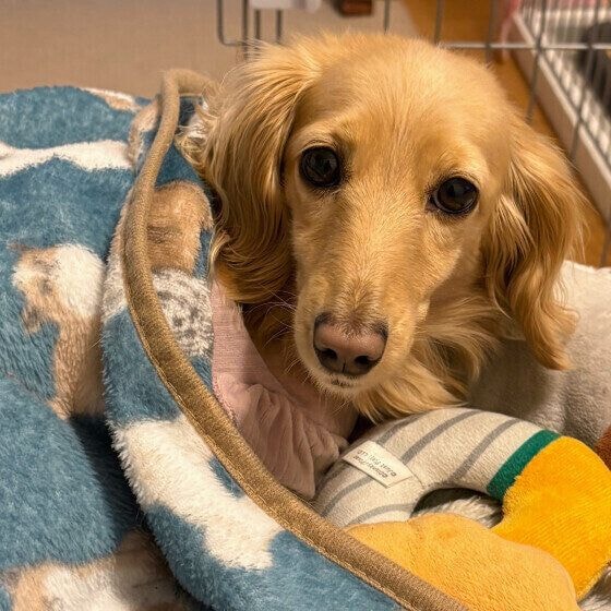 ブランケットに包まるミニチュア・ダックスフンド