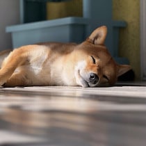 犬が寝てばかりいても大丈夫？ 犬の睡眠時間が長いときに注意すること