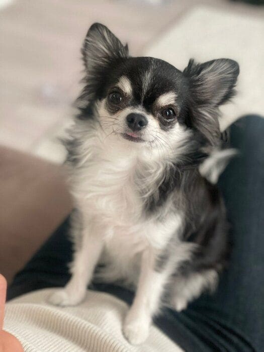 こちらを見つめるチワワ