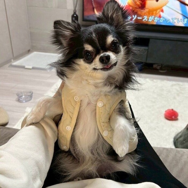 ポーズをとっている様子のチワワ