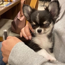 寂しがり屋でやんちゃだった生後3カ月のチワワ子犬→約2年後、すっかり甘えん坊なコに成長！飼い主さんに寄り添う姿に癒やされる