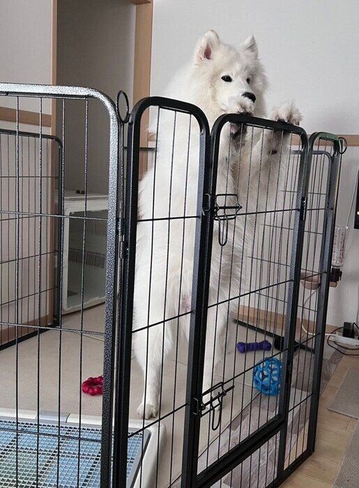 2才のころのダッツくん