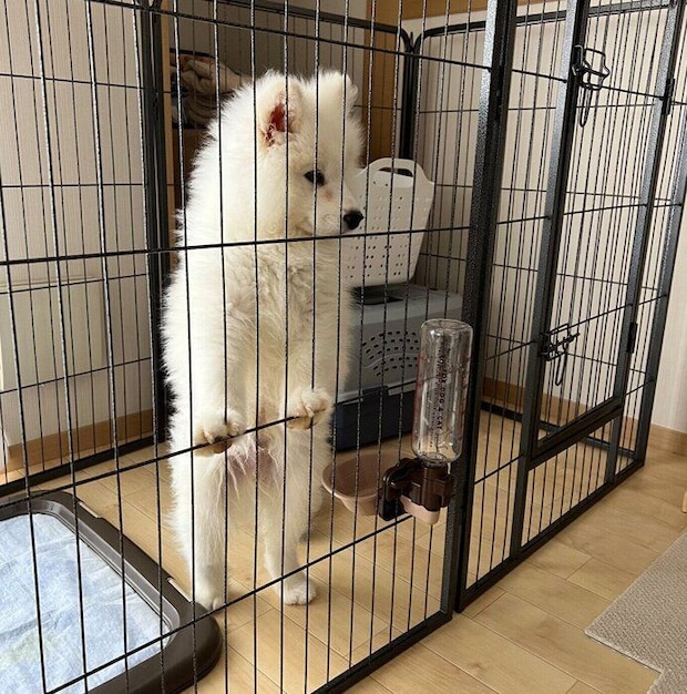 生後3カ月ごろのダッツくん