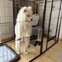 「着ぐるみを着た小さな男の子みたい」だったサモエド子犬→2年後、27kgの“モフモフ”に成長した姿にほっこり