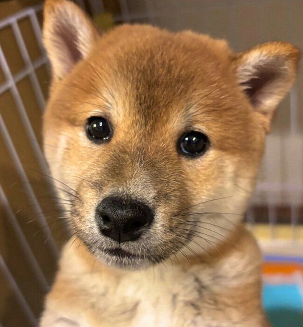 お迎え初日に撮影したマシュくん