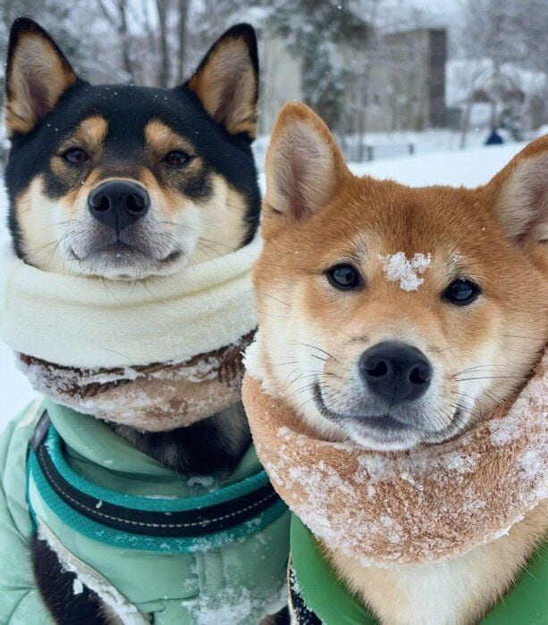 雪を楽しむマシュくんとコタくん