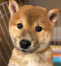 くりくりお目目の柴の子犬をお迎え→4カ月後にはシュッとした見た目に成長！　先住柴とも仲良しに