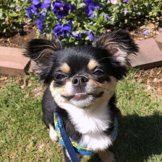 笑顔のワンちゃん