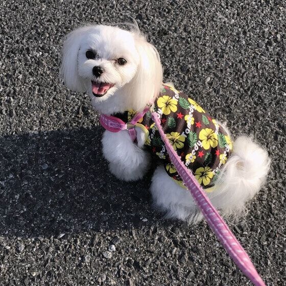 笑顔でお散歩中のマルチーズ