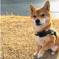 愛犬にいつもと違う行動が続くときはどうすればいい？ 動物病院を受診する目安と対応を獣医師に聞いた