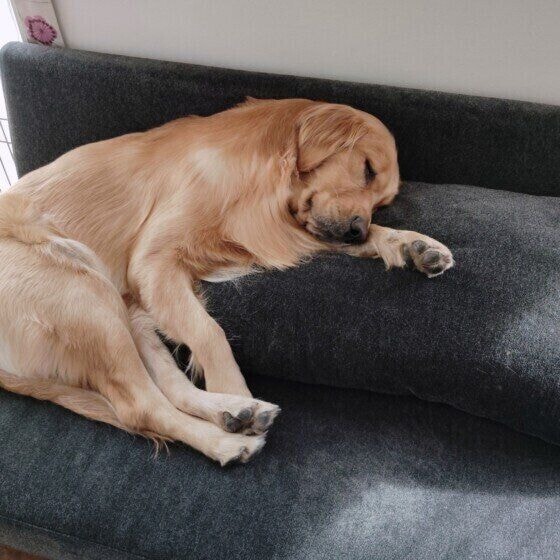 ソファーで眠るゴールデン・レトリーバー