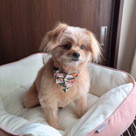 ふわふわのベッドとワンちゃん