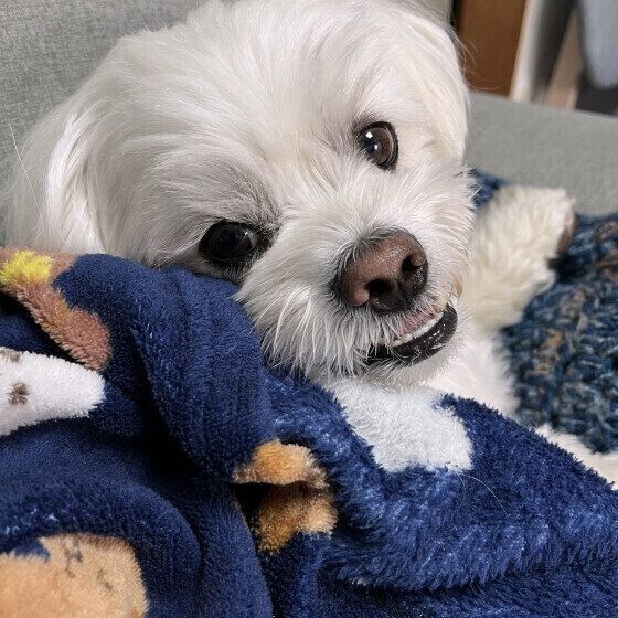 あったか毛布に包まるワンちゃん