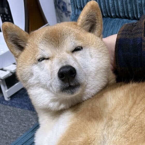 ナデナデしてもらいながら眠るワンちゃん