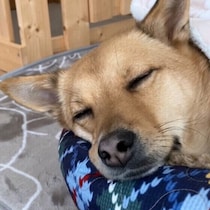 犬が寝る前にみせる4つの行動と理由 くるくる・ホリホリ・ダッシュ・ペロペロの意味は？