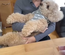 帰省したお姉ちゃんの抱っこに嬉しそうな、ちょっと大きいトイ・プードル！　帰りはちょっと寂しい……