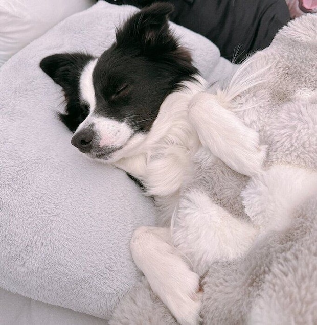 布団をかけて眠るレティちゃん