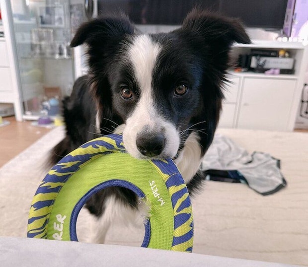 遊ぼうアピールをするレティちゃん