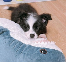 「サメのぬいぐるみ」に甘えていたボーダー・コリーの子犬→1才半になった今も変わらず“大好き”な様子にほっこり