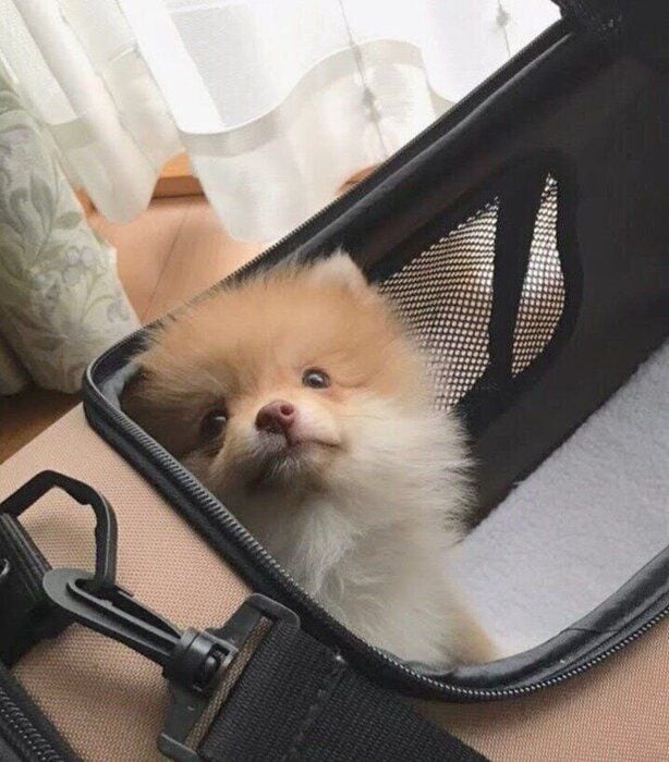 生後3カ月頃のポメラニアン