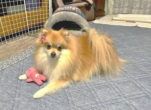 遊んでほしそうな様子のポメラニアン