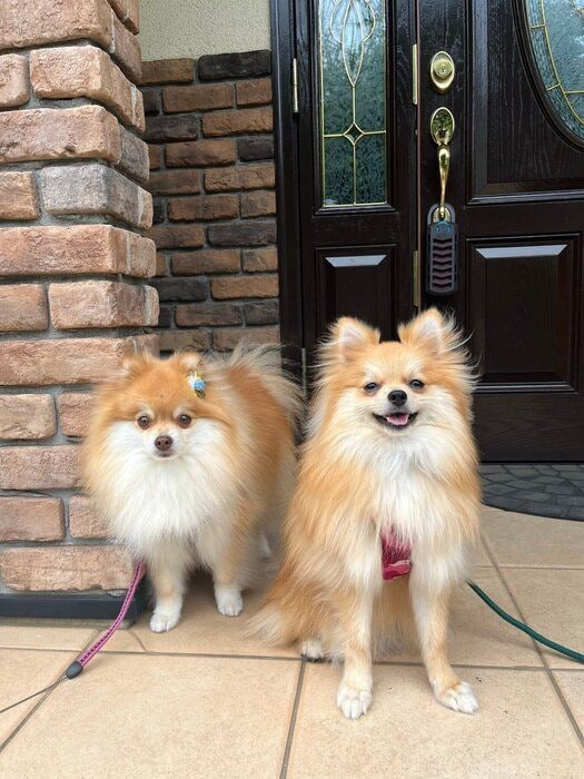 ポメラニアン(写真左)とポメラニアン(写真右)