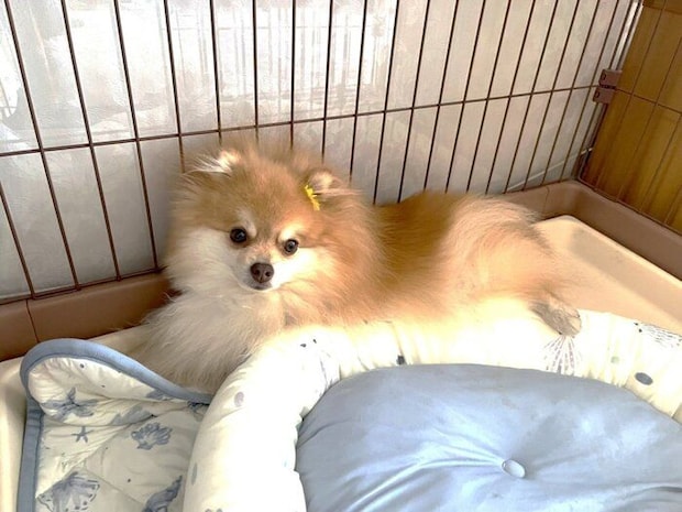 ベッドに片足を乗せるポメラニアン