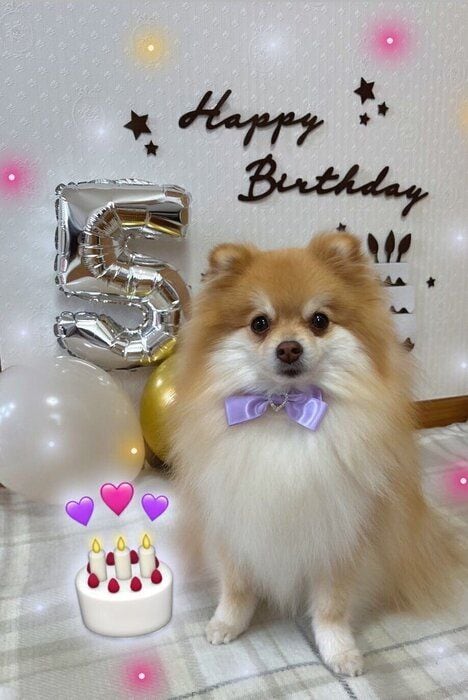 5才の誕生日を迎えたポメラニアン
