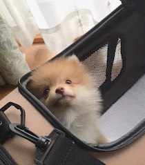 元気ハツラツな生後3カ月のポメラニアン子犬→約5年後、愛らしい姿で家族を明るく照らす中心的な存在に