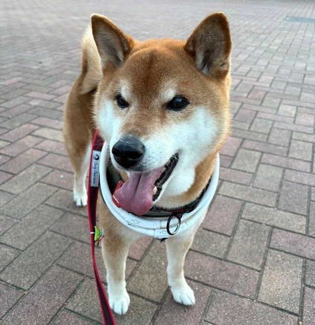 散歩をする小太郎くん