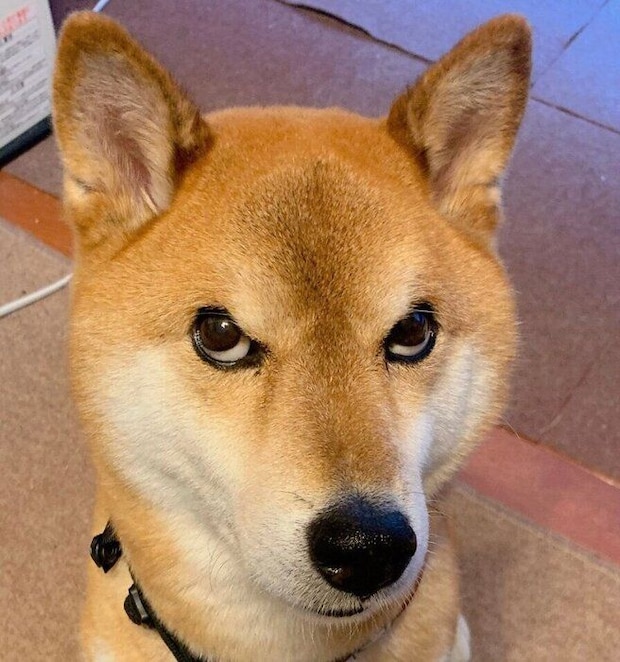 圧をかける小太郎くん