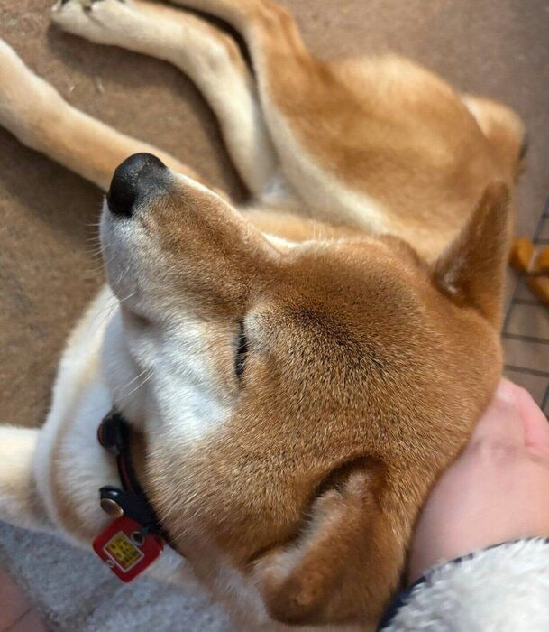 飼い主さんにくっつく小太郎くん