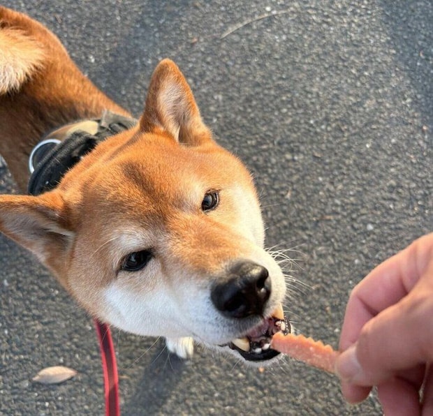 散歩中にオヤツを食べる小太郎くん