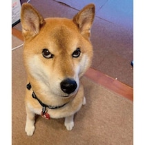 腰を痛めた朝、ゴハンの準備に手こずっていたら→柴犬がじーっ！　“目力強めの可愛い圧”にクスッ