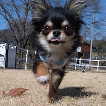 飼い主と一定の距離をとることがある？ 犬が人との距離を保つ理由