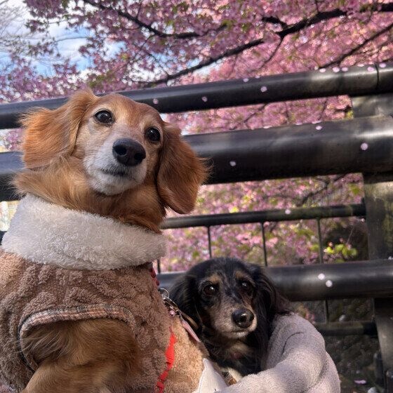 河津桜をお花見中のワンちゃんたち