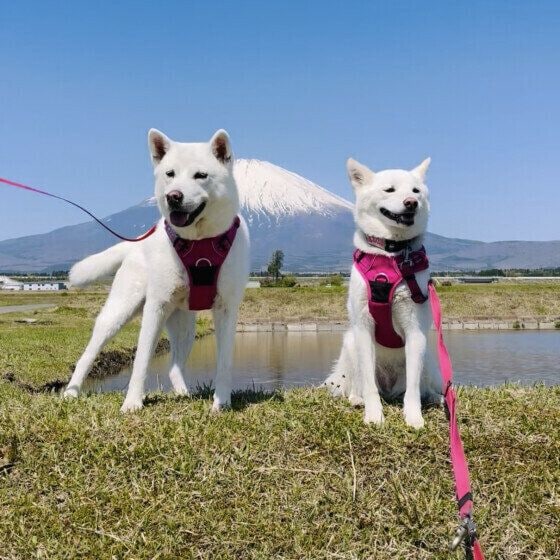 富士山と2頭のワンちゃん