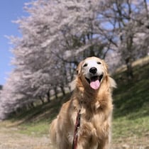 春の犬の散歩で注意すること3選 愛犬と春散歩を楽しむためのポイント